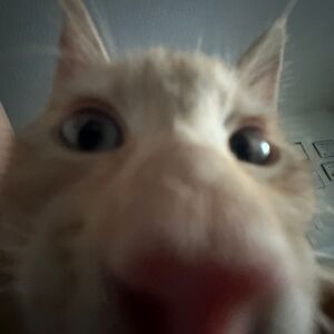 Meet your Posher, Ariel